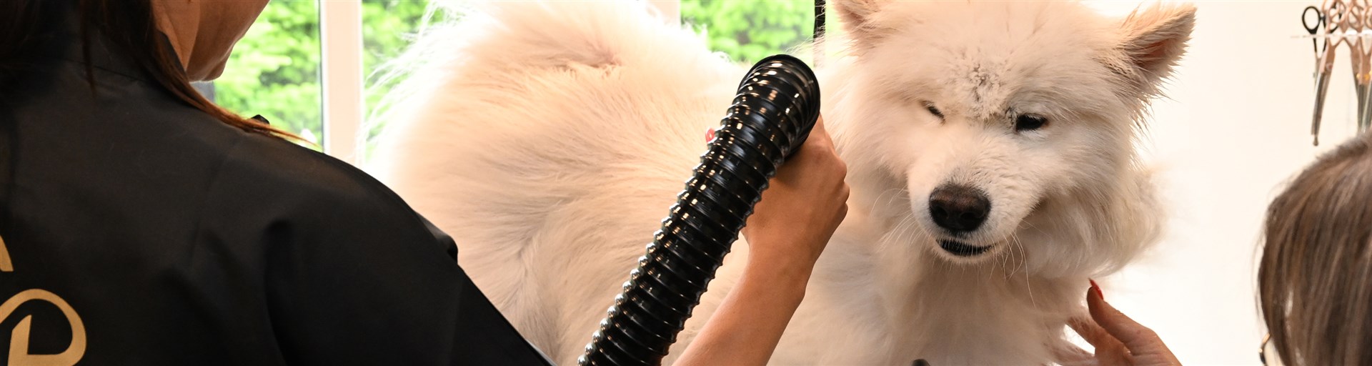 <h2>
BOOK TID HOS HUNDEKROENS HUNDESALON
</h2>
<img class="icon" 

src="https://hundekroen.dk/files/3209a3a4-0353-425b-8267-36d6b1cd1c66/hvid-bolge.png" 
/>
<p>
Forkæl din hund med en tur i Hundekroens Hundesalon
</p>