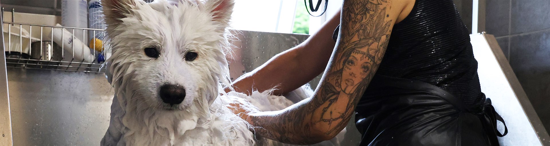 <h2>
FØR DIT BESØG <br>I HUNDEKROENS HUNDESALON
</h2>
<img class="icon" 

src="https://hundekroen.dk/files/3209a3a4-0353-425b-8267-36d6b1cd1c66/hvid-bolge.png" 
/>
<p>
Alt du skal vide for at få den bedste oplevelse – for både dig og din hund.
</p>