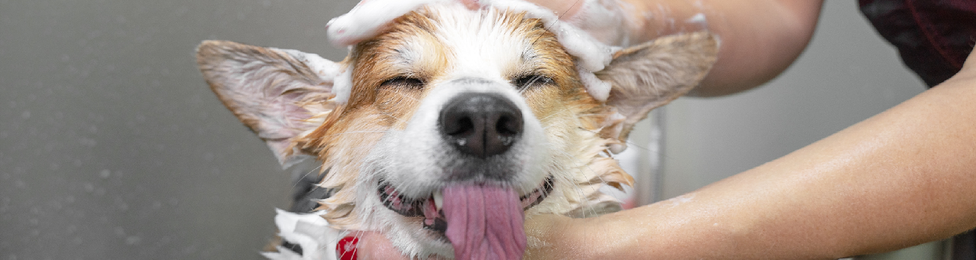 <h2>
        <br>HUNDEKROENS
HUNDESALON</h2>
<img class="icon" 

src="https://hundekroen.dk/files/3209a3a4-0353-425b-8267-36d6b1cd1c66/hvid-bolge.png" 
/>
<p>En professionel hundesalon med kærlig pleje og 20% rabat til overnattende gæster i juli måned.
</p>